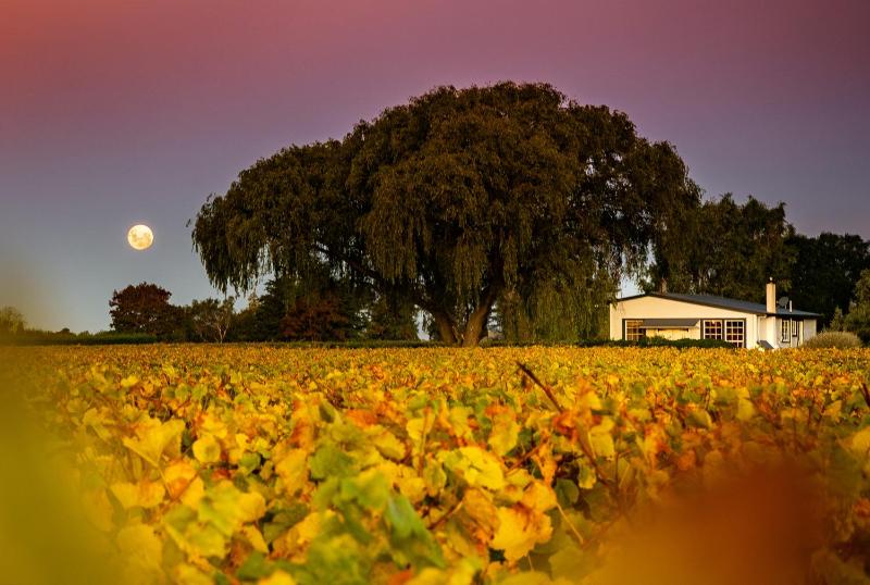 St Leonards Vineyard Cottages, Marlborough, NZ