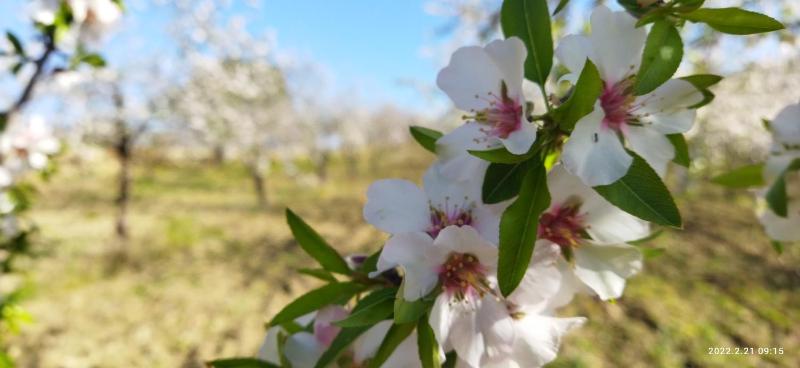 Villa Bonaffini, Butera